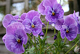 Viola (Pansy)