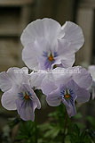 Viola (Pansy)