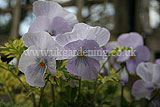 Viola (Pansy)