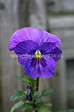 Viola (Pansy)