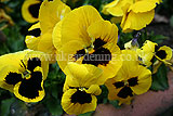 Viola (Pansy) - yellow with blotch