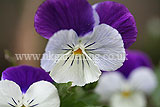 Viola (Pansy)