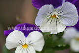 Viola (Pansy)