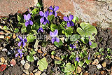 Viola odorata (Sweet violet , pansy)