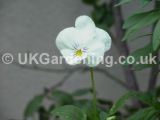 Viola x wittrockiana F1 Pure White (Pansy)