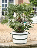 Washingtonia robusta