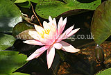 Waterlily