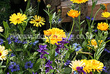 Wildflower Display