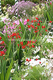 Wildflower Display