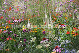 Wildflower Display