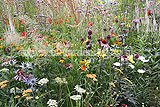 Wildflower Display