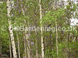 Wisteria growing through silver birch