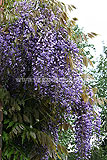 Wisteria sinensis (Chinese wisteria)