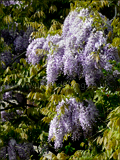 Wisteria sinensis (Chinese wisteria)