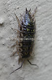 Woodlouse