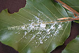 Wooly aphid on beech leaf