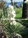 Yucca aloifolia (Spanish bayonet)