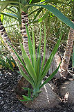 Yucca aloifolia (Spanish bayonet)