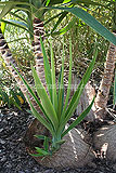 Yucca aloifolia (Spanish bayonet)