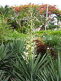 Yucca aloifolia (Spanish bayonet)