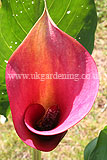 Zantedeschia albomaculata (Calla Lily, Arum Lily)