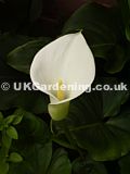 Zantedeschia aethiopica (Arum Lily, Calla Lily)