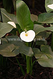 Zantedeschia aethiopica (Arum lily)