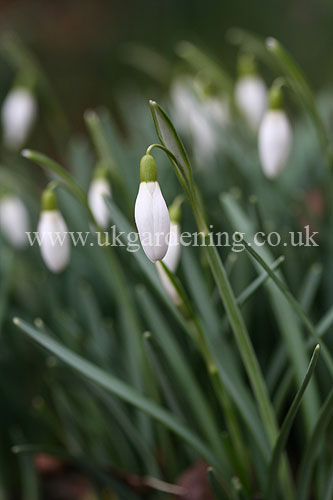Beautiful snowdrop about to open.