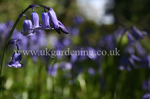 Beautiful nodding bluebell.