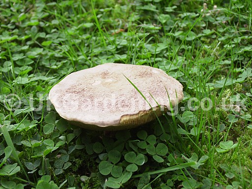 A Random Selection Of Photographs Of Mushrooms And Fungi That I Ve