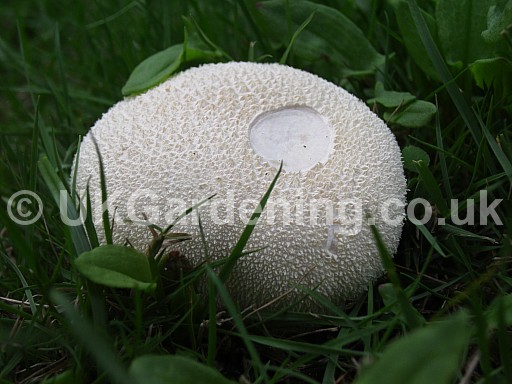 A Random Selection Of Photographs Of Mushrooms And Fungi That I Ve