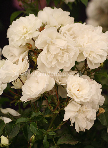 Shown Below Are A Random Selection Of Horticultural Photos Taken By Me Shown Below Are A Random Selection Of Horticultural Photos Taken By Me