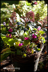 Add plants from the back to the front, putting the taller plants at the back