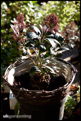 Place the main focal plant in the middle of the basket