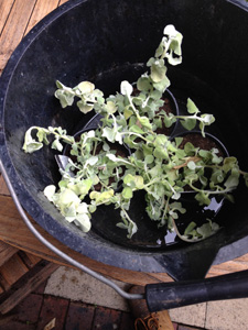 Reviving plants in a bucket of water after they dried out too much
